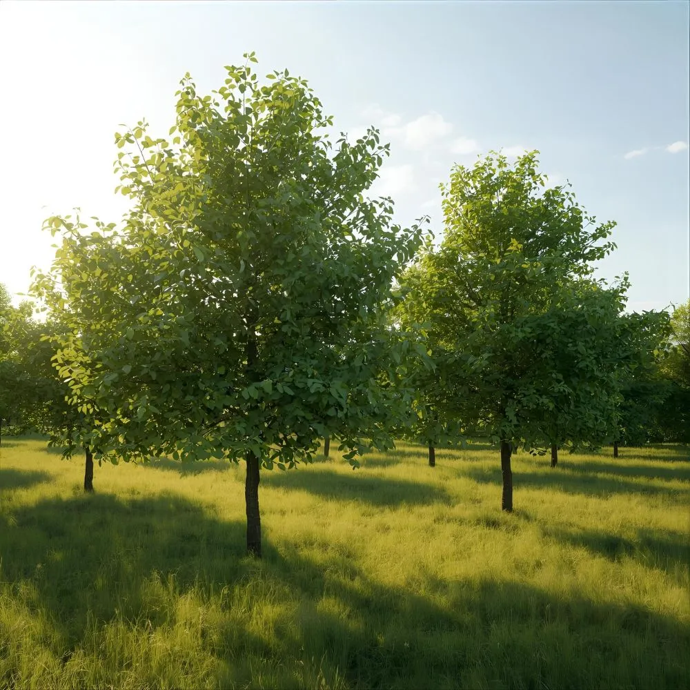 Short Trees Captions for Instagram