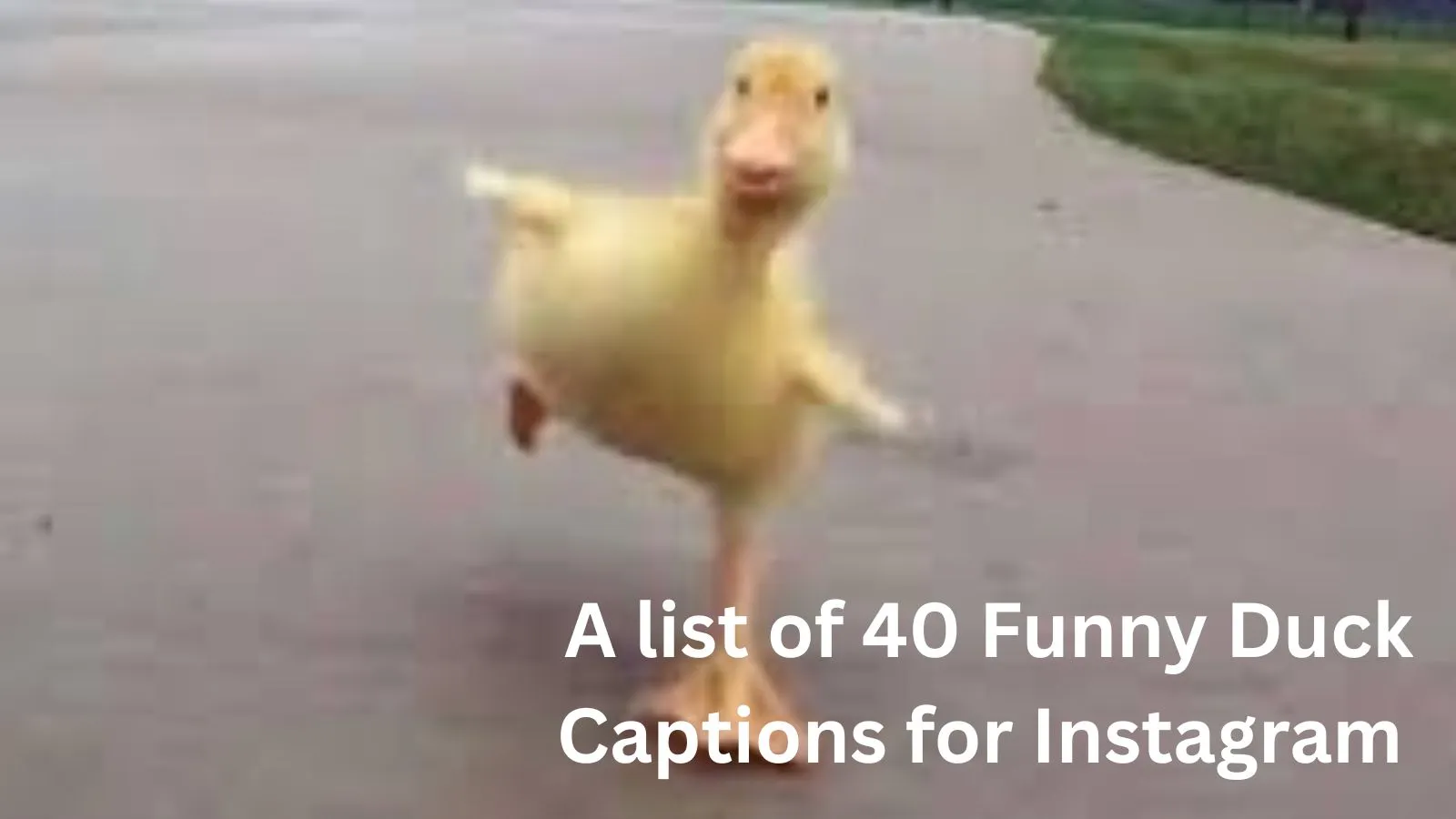 Funny Duck Captions for Instagram