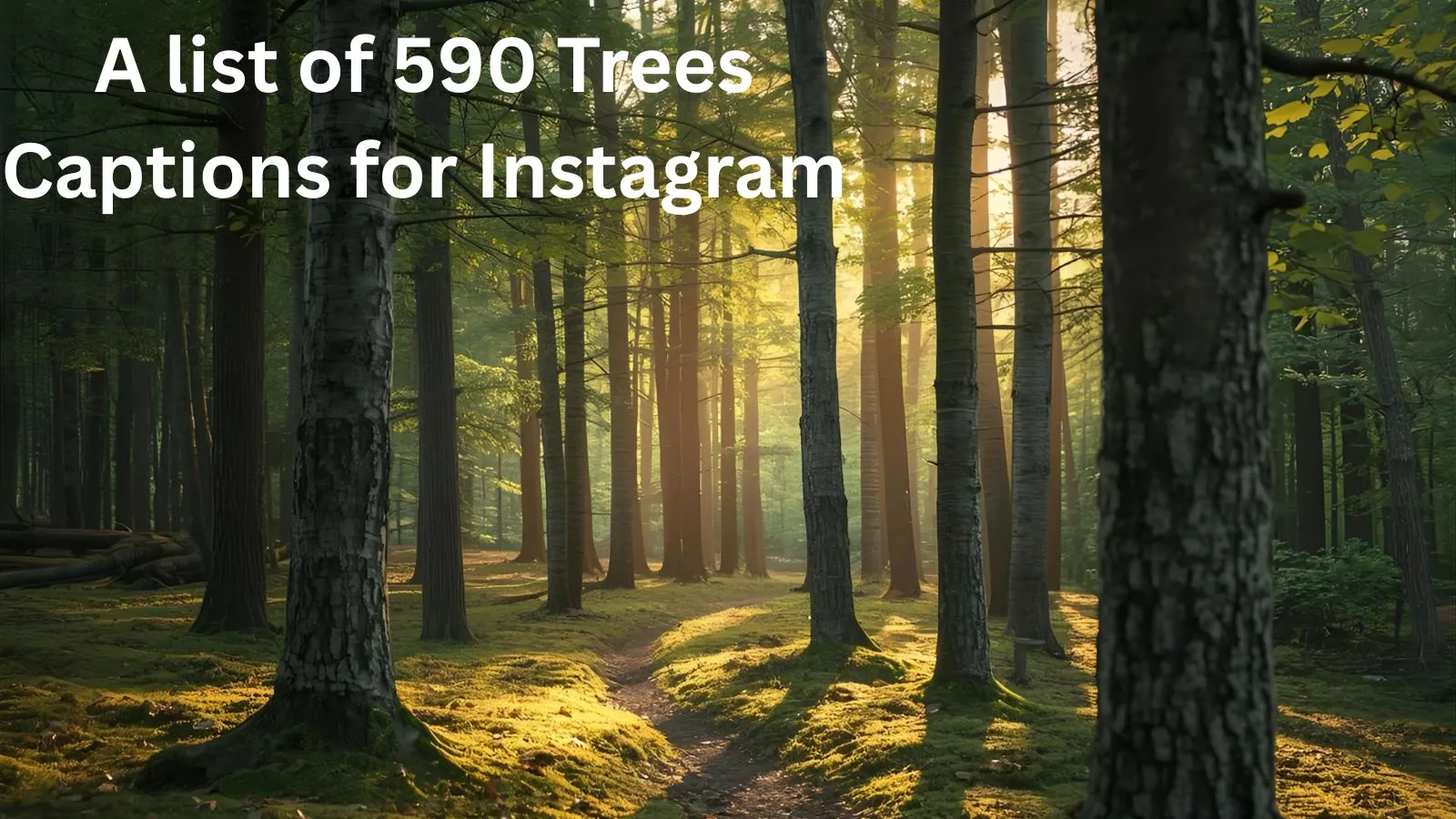 Trees Captions for Instagram